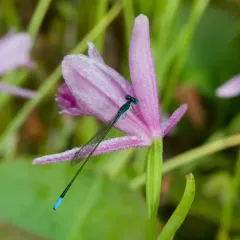 Sphagnum Sprite thumbnail 1