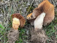 Pholiota foedata thumbnail 1