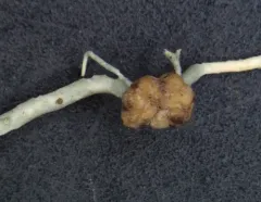 Beard-lichen parasite thumbnail 3