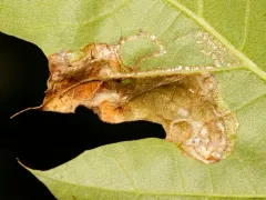 Acrocercops albinatella thumbnail 2