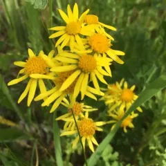 ragwort thumbnail 1