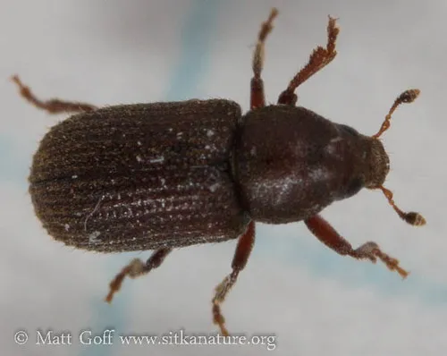Hylurgops rugipennis