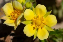 Big-flower Cinquefoil thumbnail 1