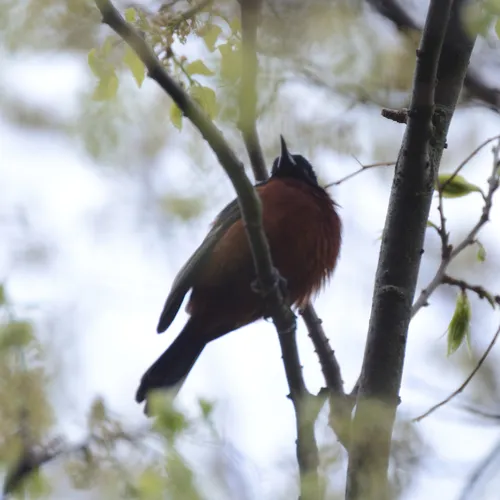 Orchard Oriole