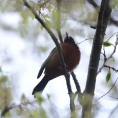 Orchard Oriole thumbnail 1