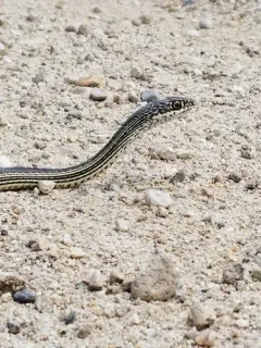 Striped Whipsnake thumbnail 2