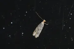Homosetia marginimaculella thumbnail 3
