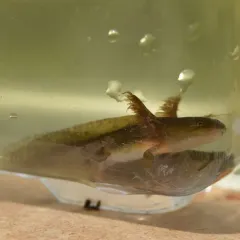 Northwestern Salamander thumbnail 2