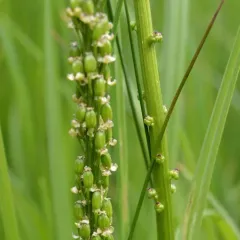 common arrowgrass thumbnail 2