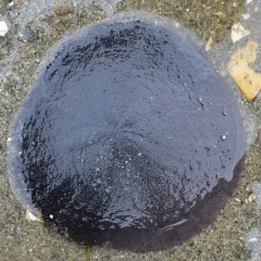 Eccentric Sand Dollar thumbnail 3