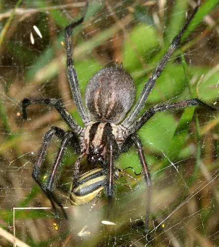 Dark-legged Grass Spider