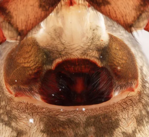 Coras aerialis