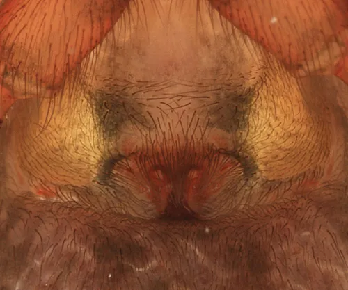 Coras juvenilis