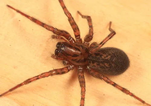 Coras lamellosus