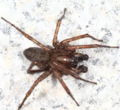 Coras medicinalis thumbnail 2