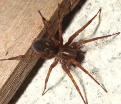 Northern Spurred Woodland Funnelweaver thumbnail 3