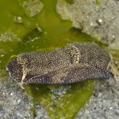 Spotted Aglaja thumbnail 2