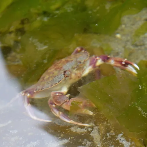 Graceful Rock Crab