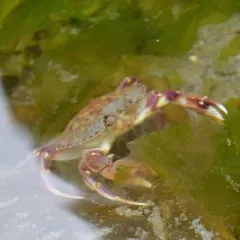 Graceful Rock Crab thumbnail 1