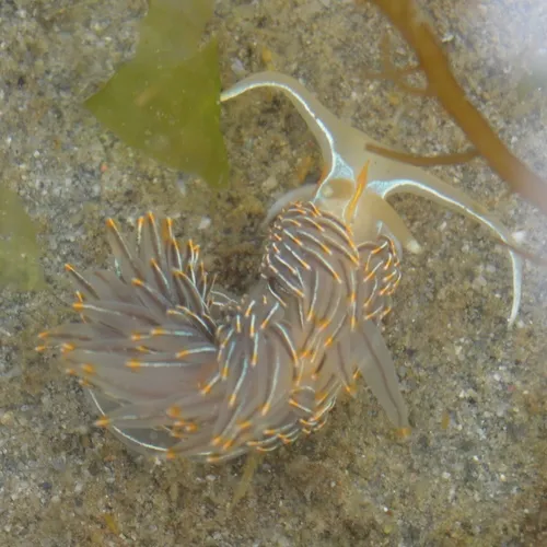 Horned Nudibranch
