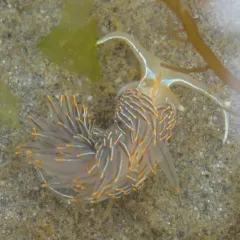 Horned Nudibranch thumbnail 1