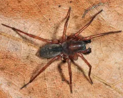 Wadotes hybridus thumbnail 2