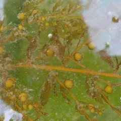 Japanese Wireweed thumbnail 4
