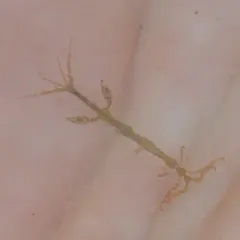 Caprella penantis thumbnail 2