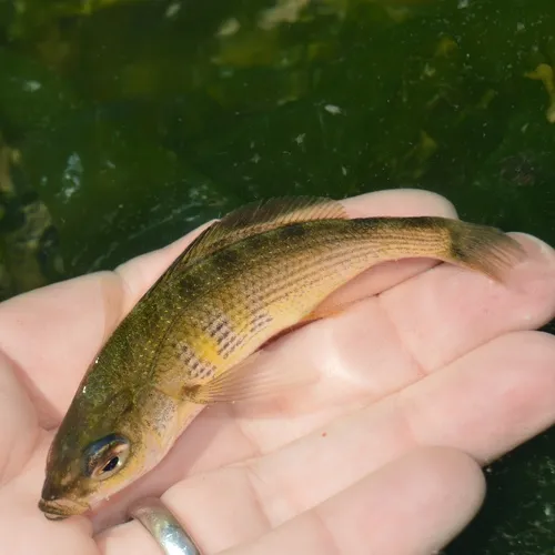 Shiner Surfperch