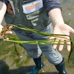 Eelgrass thumbnail 4