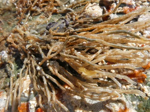 Phyllochaetopterus prolifica