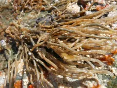 Phyllochaetopterus prolifica thumbnail 1