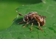 Globular Ant Fly thumbnail 4
