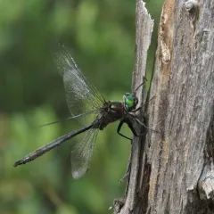 Williamson's Emerald thumbnail 2