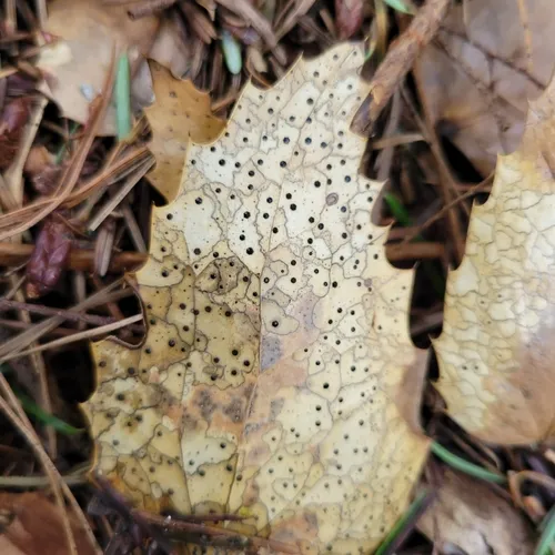 Map Fungus