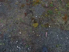 Coastal Triquetrella thumbnail 3