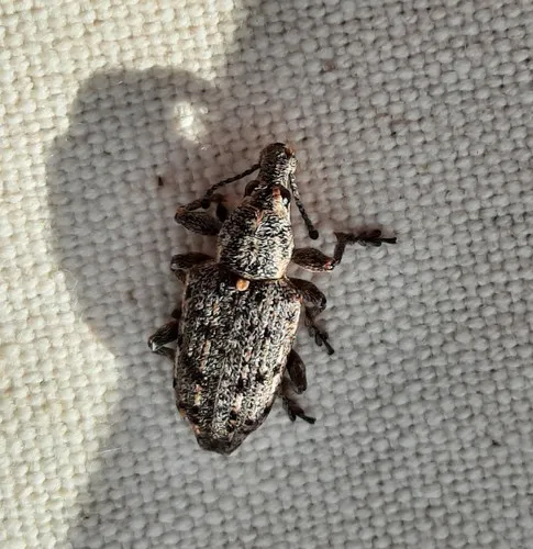 New York Weevil