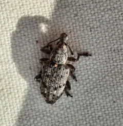 New York Weevil thumbnail 1
