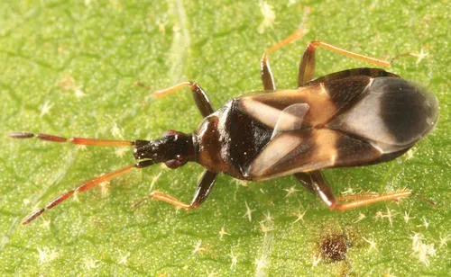 Elatophilus inimicus