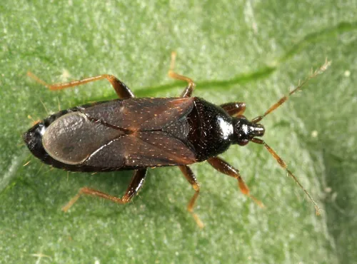 Hot-bed bug