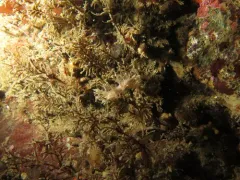 Kamchatka Dendronotid thumbnail 3