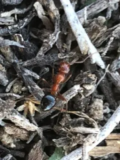 Mann's Field Ant thumbnail 2