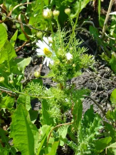 Rhopalomyia tripleurospermi thumbnail 2