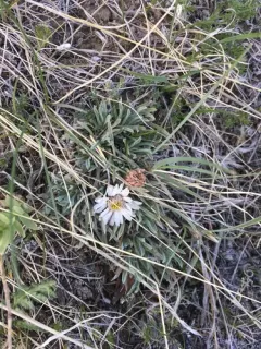 Easter daisy thumbnail 3