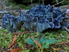 Polyozellus atrolazulinus thumbnail 4