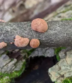 Hypoxylon howeanum thumbnail 2