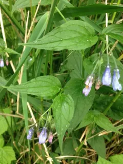 Broadleaf Bluebells thumbnail 4