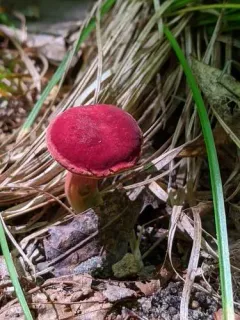 Boletus harrisonii thumbnail 3