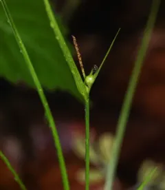 James' Sedge thumbnail 3