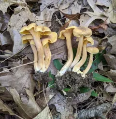 Appalachian Chanterelle thumbnail 3